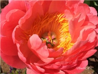 b02e37f2-20170504 Ri božur b.jpg